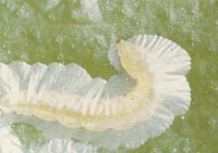 ミカンハモグリガ幼虫