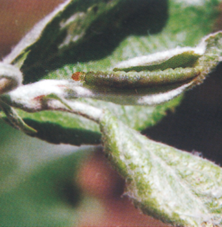 リンゴコカクモンハマキ 終齢幼虫
