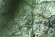 筋ふとホコリダニの雌成虫と卵