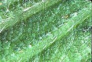 シクラメンホコリダニの雄、卵、雌、静止期幼虫