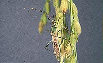 クモヘリカメムシ