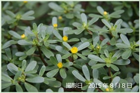開花したスベリヒユ