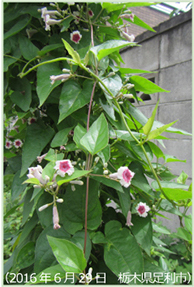 ヘクソカズラの茎葉と花
