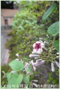ヘクソカズラの花