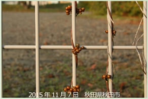 ヘクソカズラの果実 枯れた茎葉に果実がついている