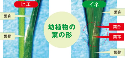 ヒエと稲の比較