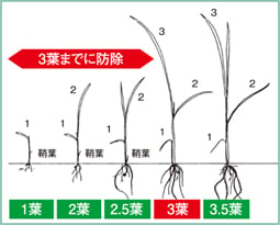 3葉までに防除