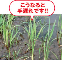 こうなると手遅れです！（成長したノビエ）