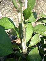 成虫による枝の後食