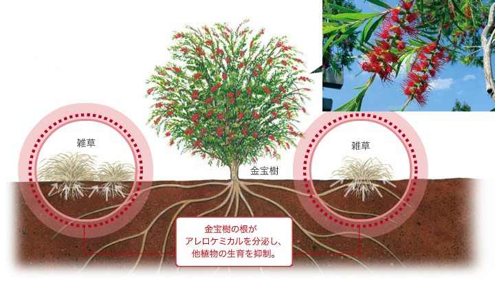 優れた除草効果をもたらす天然由来の除草成分