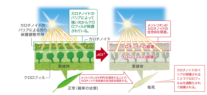メソトリオンの作用機作イメージ