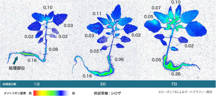 根部処理