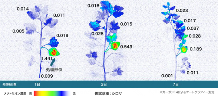 茎葉処理