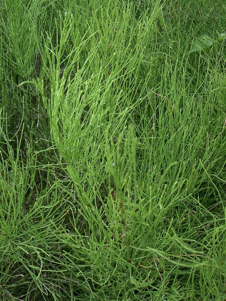 スギナの生態と上手な防除方法 プリグロックスlの上手な使い方 シンジェンタジャパン Syngenta Japan