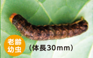 ヨトウムシ