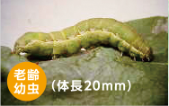 シロイチモジヨトウ