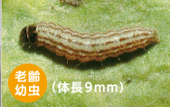 ハイマダラノメイガ