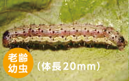 オオタバコガ