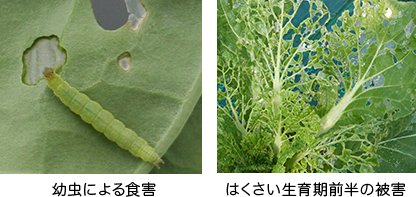 コナガの被害