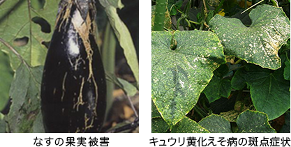 野菜に与える被害