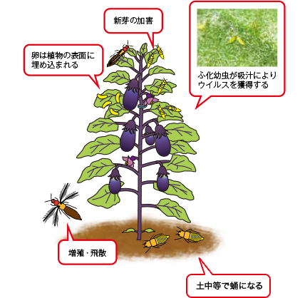 アザミウマ生態と加害の特徴を知る