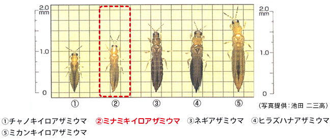 野菜栽培で問題となる様々なアザミウマ種