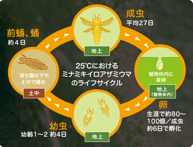 ミナミキイロアザミウマのライフサイクル