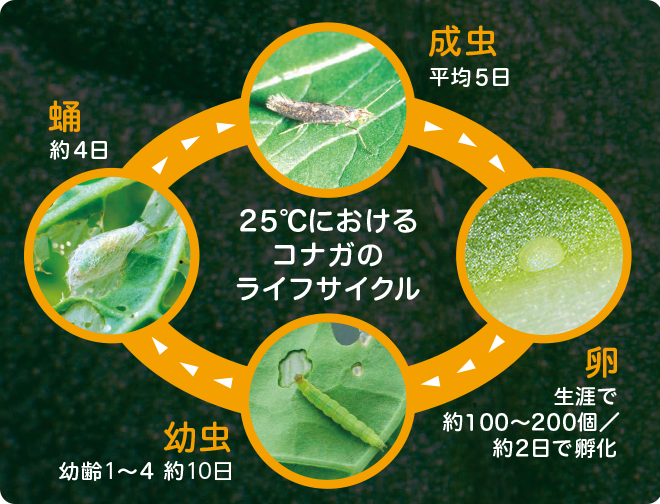 コナガのライフサイクル