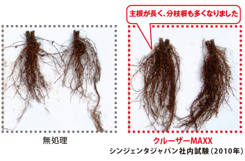 水田転換圃場における根の状態