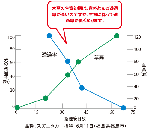 大豆の草高と群落内への光の透過率の推移