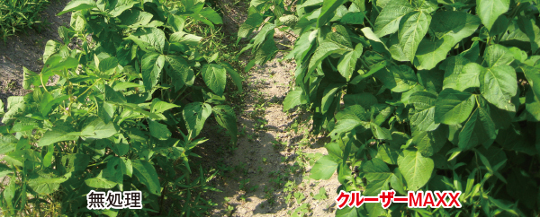 大豆の葉で畝が覆われると、雑草の生育が悪くなります（左が無処理、 右がクルーザーMAXX塗抹処理済み種子の生育）