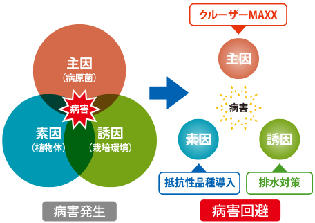 大豆圃場地表面のノビエ類の種子