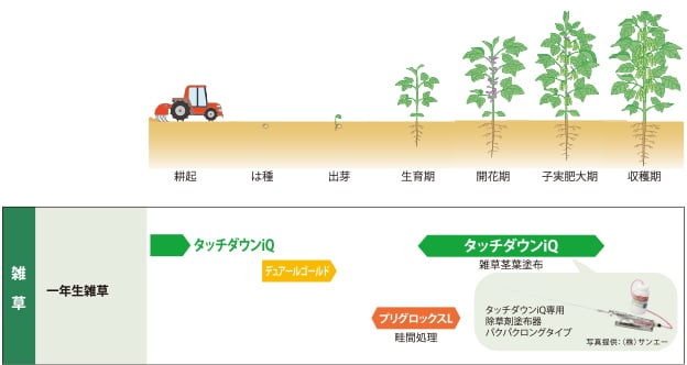 大豆に使用できる除草剤と上手な使い方