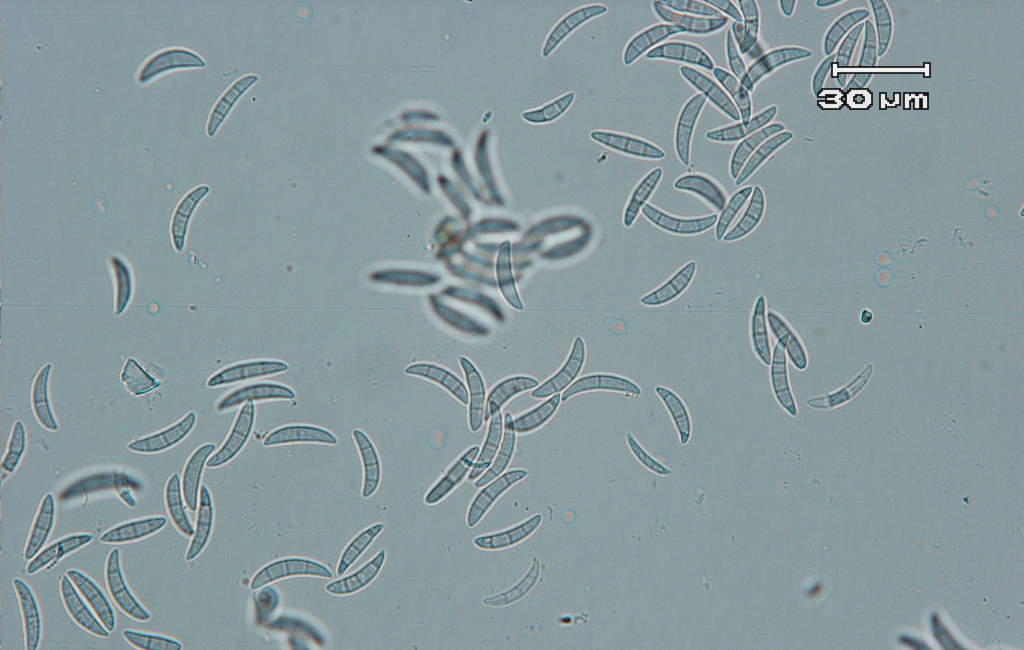 Microdochium nivale（ミクロドキウム・ニバーレ）