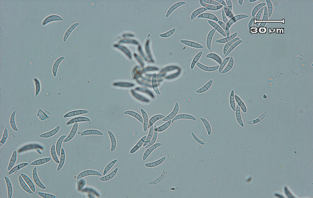 Microdochium nivale(ミクロドキウム・ニバーレ)