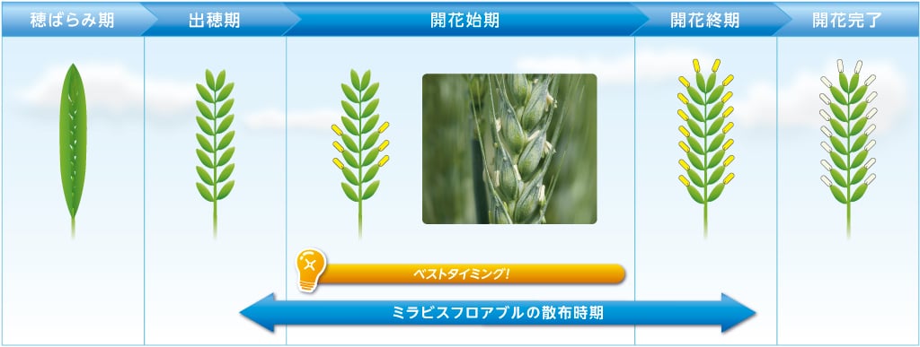 最も感染リスクが高い「開花期」に散布がオススメ