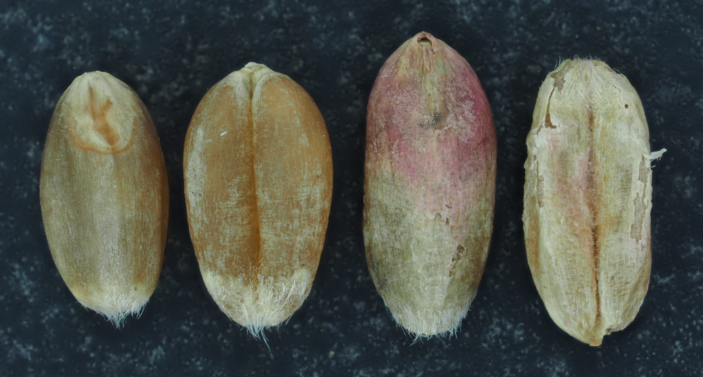 小麦の健全粒（左）と赤かび病に罹患した粒（右）