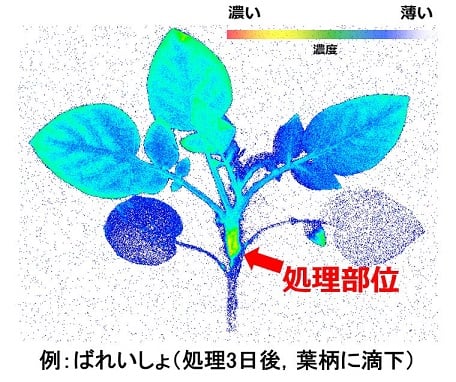 アミスター20フロアブルの浸透移行性試験