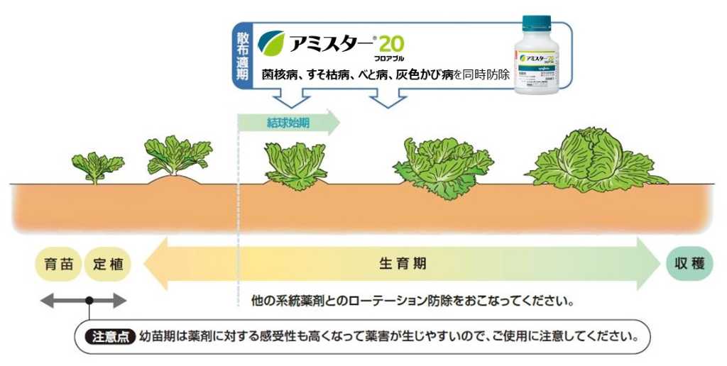 レタスでの上手な使い方