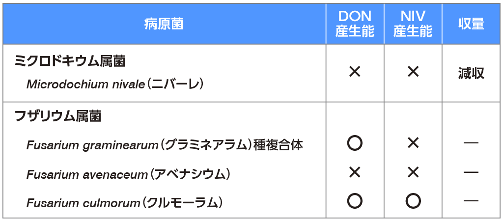 国内で主に発生する赤かび病菌とマイコトキシン