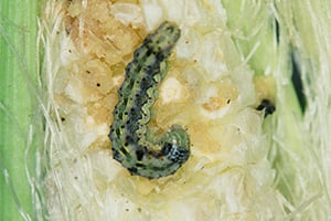 オオタバコガ_トウモロコシの子実の被害_FI
