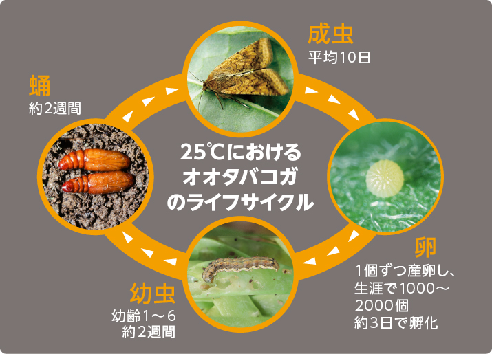 オオタバコガのライフサイクル