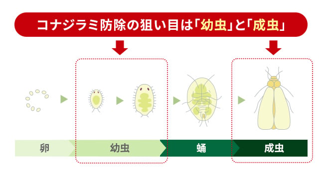 薬剤感受性が高い生育ステージは？