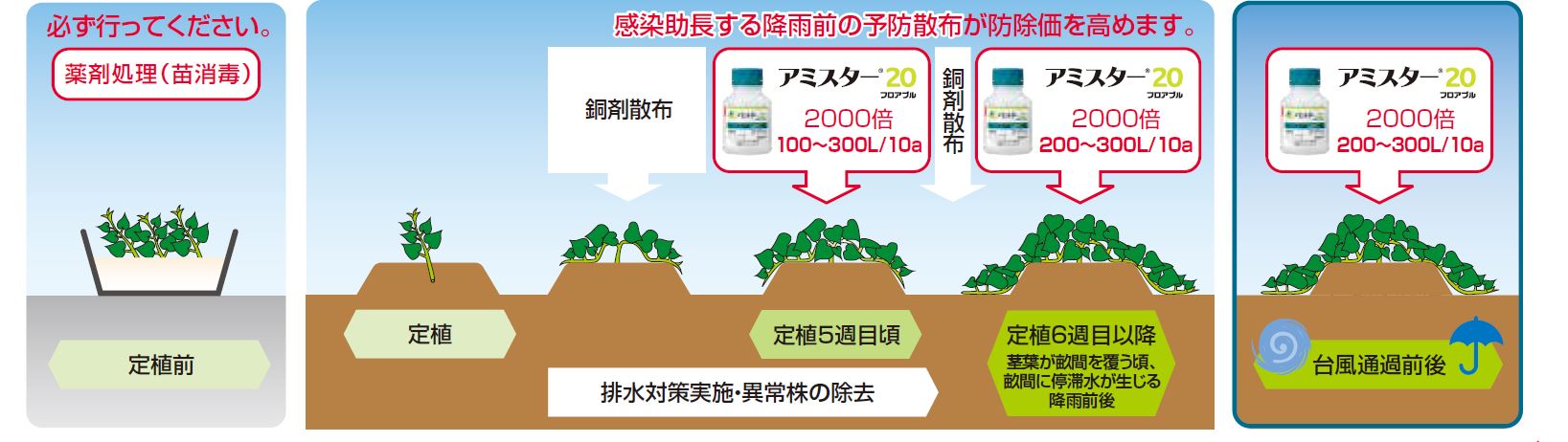 かんしょでのアミスター20上手な使い方