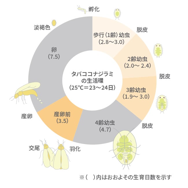 25℃条件における タバココナジラミの例