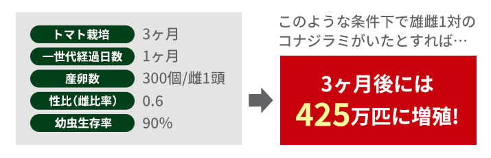 コナジラミは一体どれだけ増えるの？