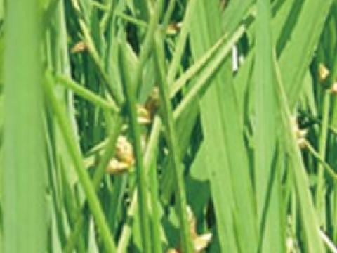 水田内で多発生しているイヌホタルイ