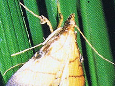 コブノメイガ成虫（雄）