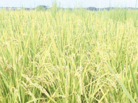 稲の中に繁茂するクログワイ