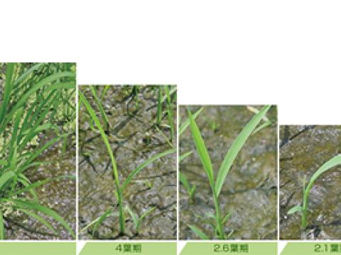 葉期～成植物